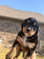 Luna, a female Bernedoodle for sale in Georgetown, TX – 4 of 5