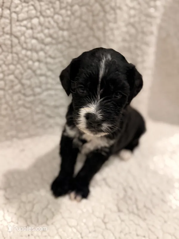 Leslie – Bernedoodle puppy for sale in Georgetown, TX
