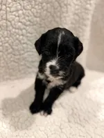 Leslie, a female Bernedoodle for sale in Georgetown, TX – 1 of 2