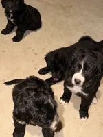 Milo, a male Bernedoodle for sale in Georgetown, TX – 2 of 3