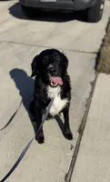Murphy, a male Bernedoodle for sale in Georgetown, TX – 5 of 5
