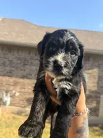 Emma, a female Bernedoodle for sale in Georgetown, TX – 2 of 4
