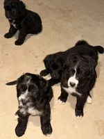 Milo, a male Bernedoodle for sale in Georgetown, TX – 3 of 3