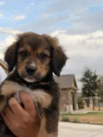 Fat boy , a male Bernedoodle for sale in Georgetown, TX – 4 of 7