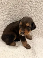 Brownie, a male Bernedoodle for sale in Georgetown, TX – 1 of 2