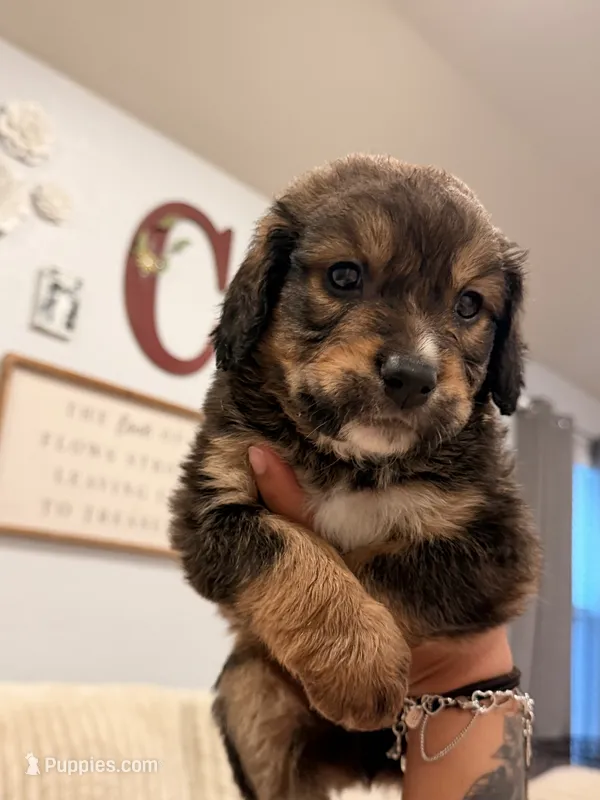 Otis – Bernedoodle puppy for sale in Georgetown, TX