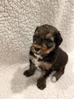 Ranger, a male Bernedoodle for sale in Georgetown, TX – 2 of 2