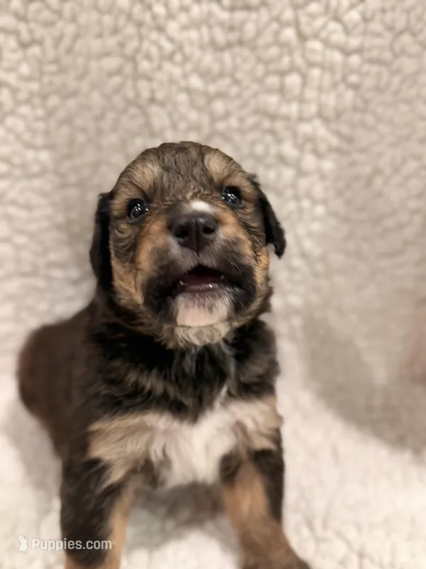 Buster – Bernedoodle puppy for sale in Georgetown, TX