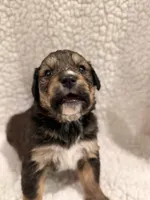 Buster, a male Bernedoodle for sale in Georgetown, TX – 1 of 2