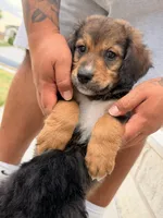 Fat boy , a male Bernedoodle for sale in Georgetown, TX – 6 of 7