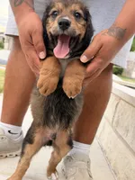 Fat boy , a male Bernedoodle for sale in Georgetown, TX – 7 of 7