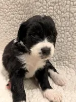 Tip , a male Bernedoodle for sale in Georgetown, TX – 2 of 2