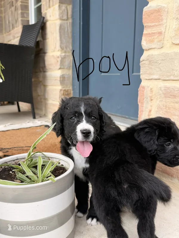 Milo – Bernedoodle puppy for sale in Georgetown, TX