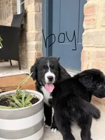 Milo, a male Bernedoodle for sale in Georgetown, TX – 1 of 3