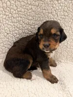 Brownie, a male Bernedoodle for sale in Georgetown, TX – 2 of 2
