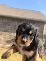 Luna, a female Bernedoodle for sale in Georgetown, TX – 1 of 5