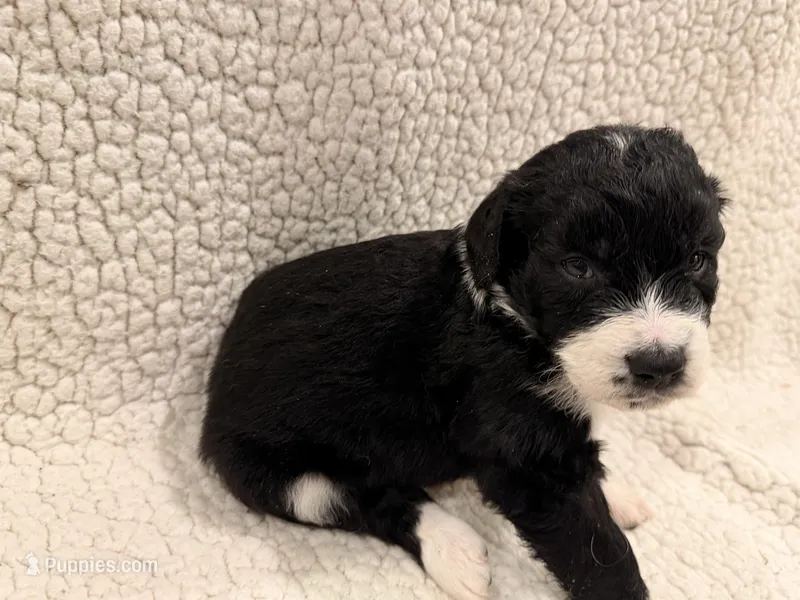 Tip  – Bernedoodle puppy for sale in Georgetown, TX