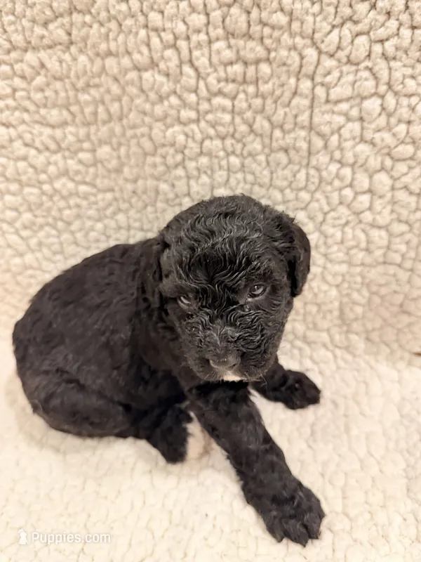 Emma – Bernedoodle puppy for sale in Georgetown, TX