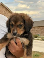 Fat boy , a male Bernedoodle for sale in Georgetown, TX – 3 of 7
