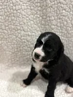Prince, a male Bernedoodle for sale in Georgetown, TX – 2 of 2