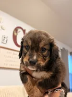Otis, a male Bernedoodle for sale in Georgetown, TX – 2 of 5
