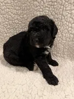 Emma, a female Bernedoodle for sale in Georgetown, TX – 2 of 2