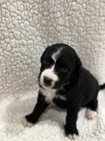 Prince, a male Bernedoodle for sale in Georgetown, TX – 1 of 2
