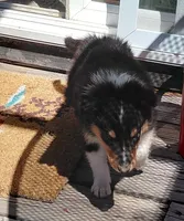 Rose, AKC, MDR1 Normal, DNA testing, a female Collie for sale in Creston, CA – 4 of 8