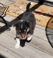 Rose, AKC, MDR1 Normal, DNA testing, a female Collie for sale in Creston, CA – 5 of 8