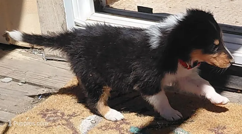 Rose – Collie puppy for sale in Creston, CA