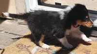 Rose, AKC, MDR1 Normal, DNA testing, a female Collie for sale in Creston, CA – 3 of 8