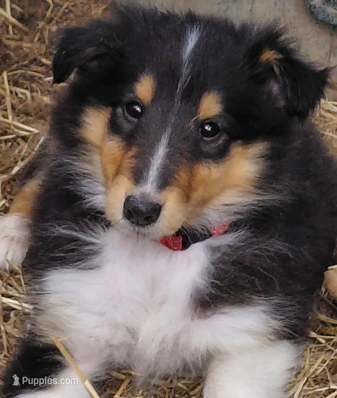 Rose – Collie puppy on hold in Creston, CA