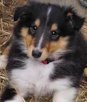 Rose, AKC, MDR1 Normal, DNA testing, a female Collie for sale in Creston, CA – 1 of 8