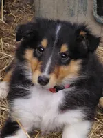 Rose, AKC, MDR1 Normal, DNA testing, a female Collie for sale in Creston, CA – 2 of 8
