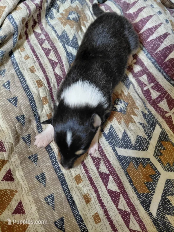 Luna – Collie puppy for sale in Creston, CA