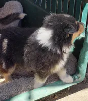 Luna, a female Collie for sale in Creston, CA – 3 of 6
