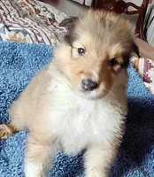 Annie, a female Collie for sale in Creston, CA – 3 of 10