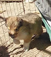 Annie, a female Collie for sale in Creston, CA – 4 of 10