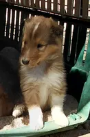 Finn, a male Collie for sale in Creston, CA – 1 of 6