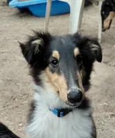Bear, AKC, DNA Testing, a male Collie for sale in Creston, CA – 3 of 5