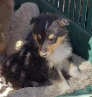 Luna, a female Collie for sale in Creston, CA – 1 of 6