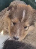 Finn, a male Collie for sale in Creston, CA – 2 of 6