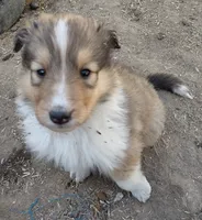 Millie, a female Collie for sale in Creston, CA – 2 of 3