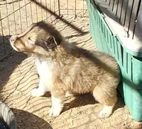 Annie, a female Collie for sale in Creston, CA – 5 of 10