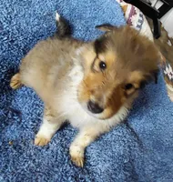 Annie, a female Collie for sale in Creston, CA – 6 of 10
