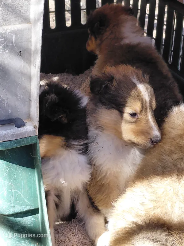Millie – Collie puppy for sale in Creston, CA