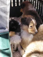 Millie, a female Collie for sale in Creston, CA – 1 of 3