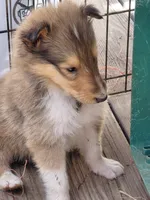 Buddy, AKC, MDR1 Normal, Clear DNA Tests, a male Collie for sale in Creston, CA – 1 of 5