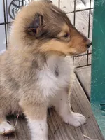 Buddy, AKC, MDR1 Normal, Clear DNA Tests, a male Collie for sale in Creston, CA – 2 of 5