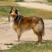 Buddy, AKC, MDR1 Normal, Clear DNA Tests, a male Collie for sale in Creston, CA – 4 of 5